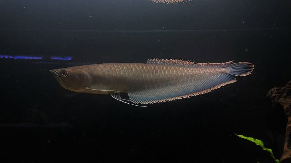 black arowana fish
