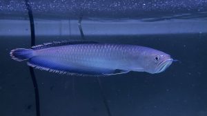 black arowana full grown