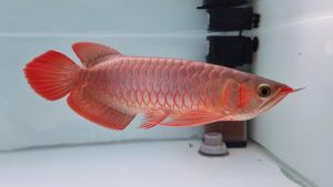 asian arowana fish for sale