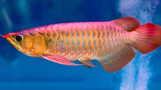 asian arowana fish for sale asian arowana fish for sale