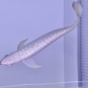 1 platinum arowana