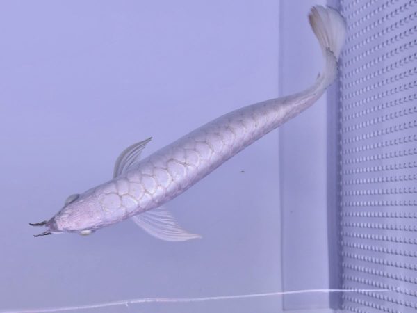 1 platinum arowana