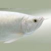 albino platinum arowana