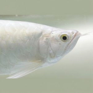 albino platinum arowana