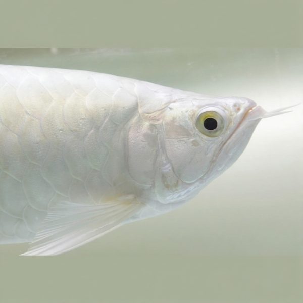 albino platinum arowana