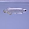 buy platinum arowana