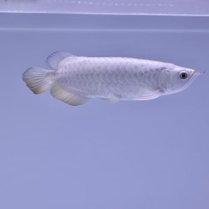 buy platinum arowana