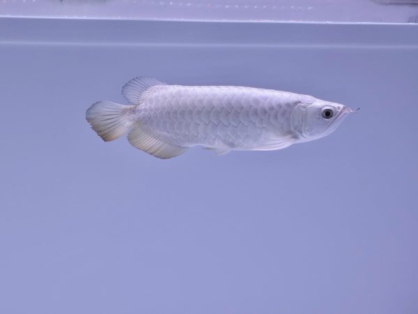 buy platinum arowana