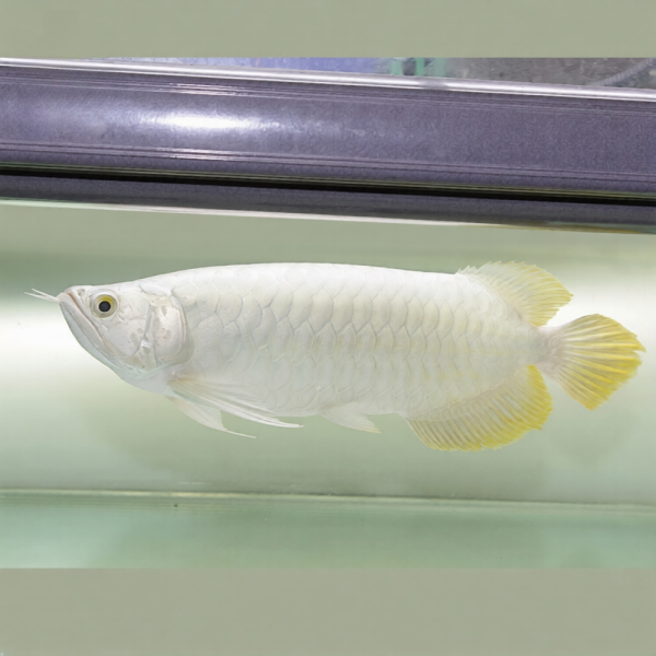 buy platinum arowana