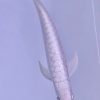 platinum arowana fish for sale
