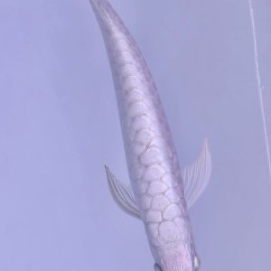 platinum arowana fish for sale