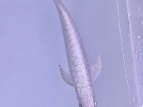platinum arowana fish for sale