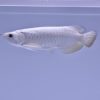platinum arowana for sale