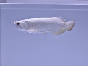 platinum arowana for sale