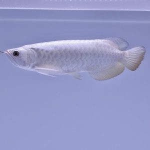 platinum arowana for sale