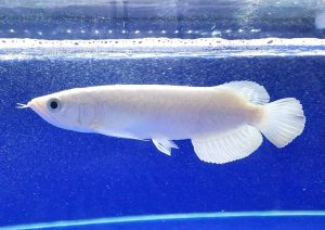 platinum arowana for sale