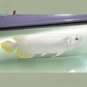 platinum arowana for sale