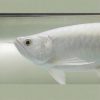 platinum arowana size