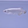 platinum arowana size