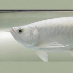 platinum arowana size