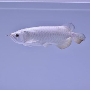 platinum arowana size