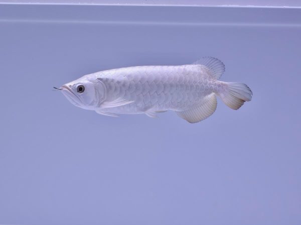 platinum arowana size