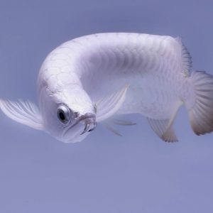 platinum asian arowana