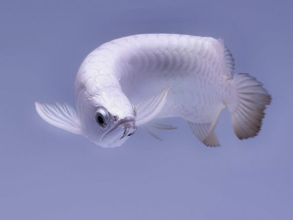platinum asian arowana