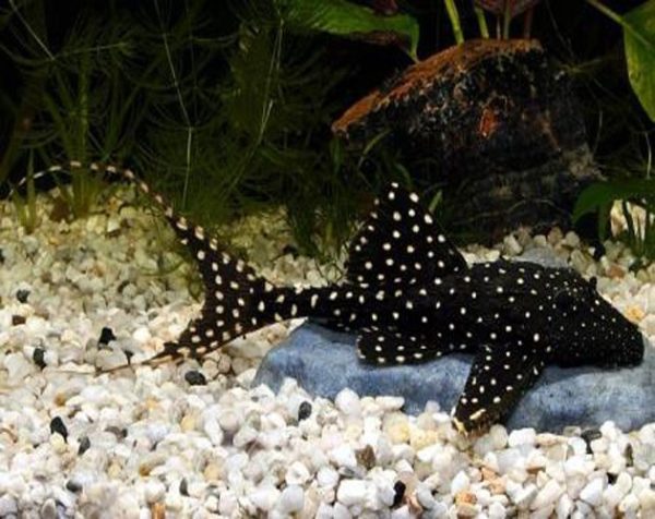 Acanthicus Adonis Pleco L155 Polka Dot Lyretail