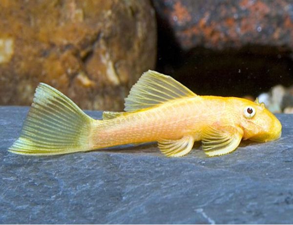 Albino Bushynose Pleco