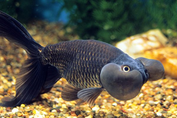 Black Dragon Eye Goldfish
