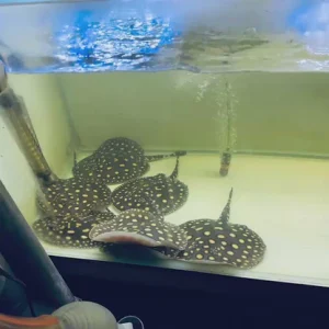Black diamond stingray for sale