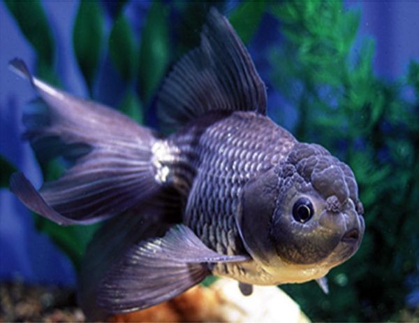 Blue Oranda Goldfish