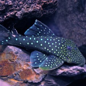 BUY PLECO FISH