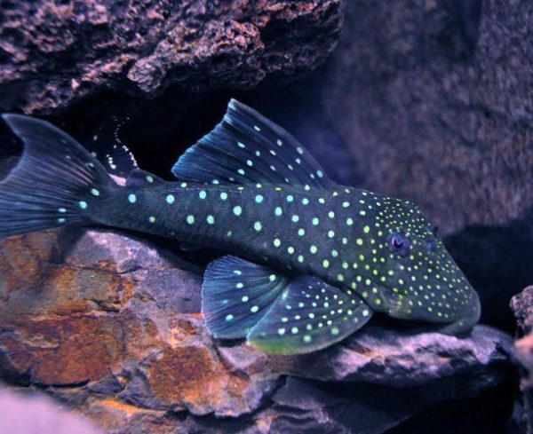 Blue Phantom Pleco