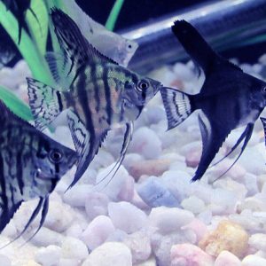 Blue Pinoy Angelfish & Blue Smokey Pinoy Angelfish