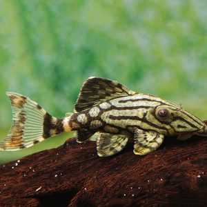 Broken Line Royal Pleco