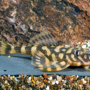 Butterfly pleco