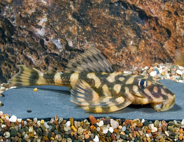 Butterfly pleco