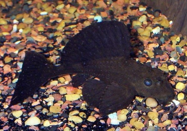 Chocolate Rhino Pleco