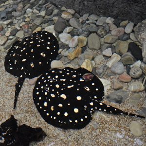Galaxy stingray for sale