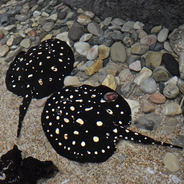 Galaxy stingray for sale
