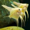 Gold Angelfish