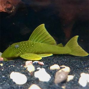 Green Phantom Pleco (Baryancistrus demantoides)