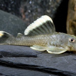 King Pleco or Mango Pleco