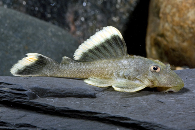 King Pleco or Mango Pleco