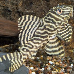 King Tiger Pleco