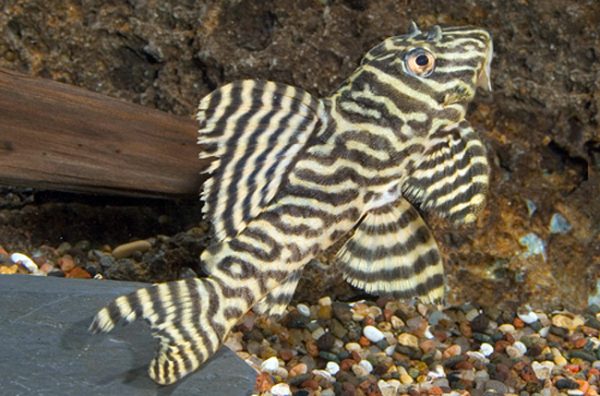 King Tiger Pleco