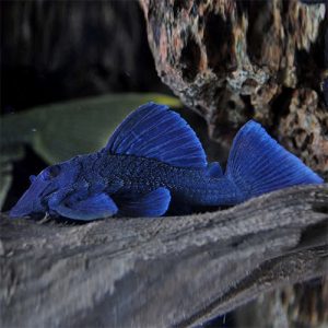 L239 Baryancistrus Beggini Pleco
