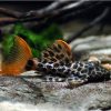Leopard Cactus or Redtail Sternella Pleco L-114
